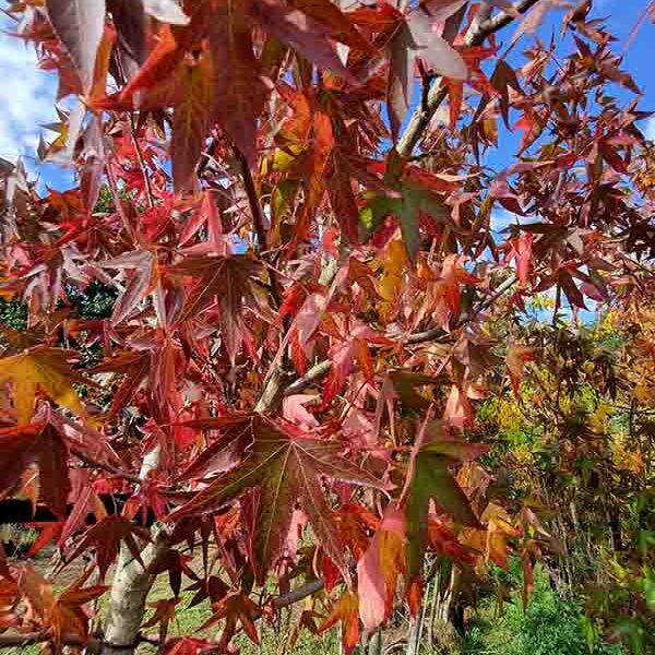 Liquidambar Worplesdon