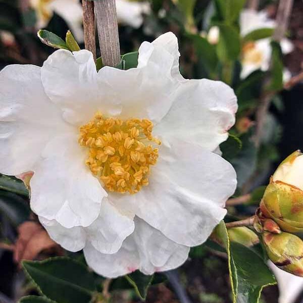 Camellia Setsugekka 1 4 web