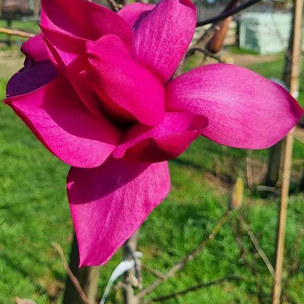 Magnolia Strawberry Fields