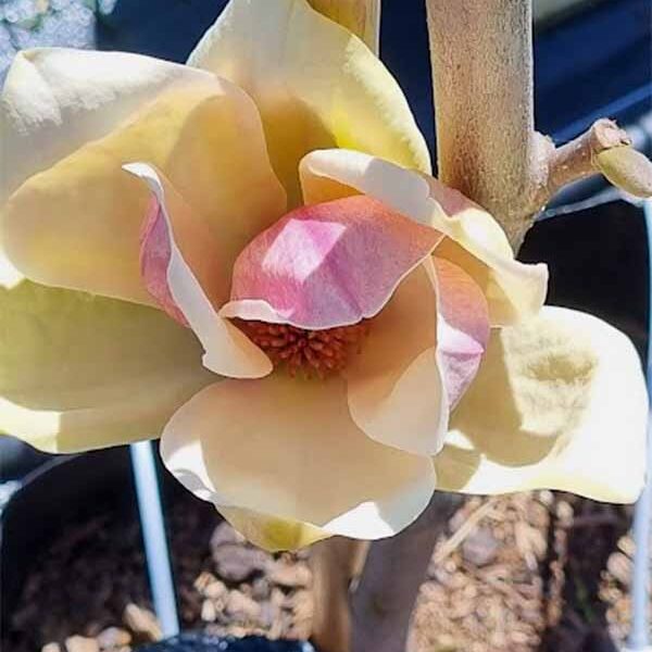 Magnolia Sunsation