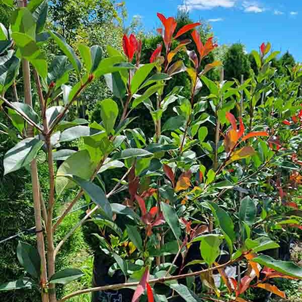 Photinia 34web