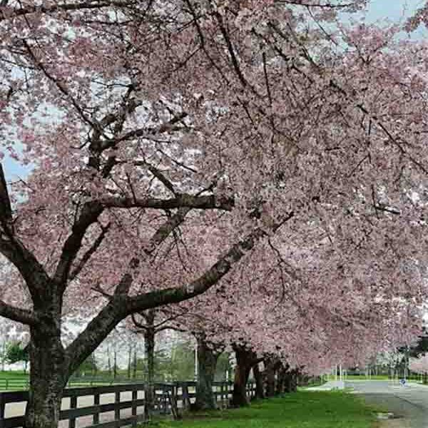 Prunus Awanui Flowering Cherry