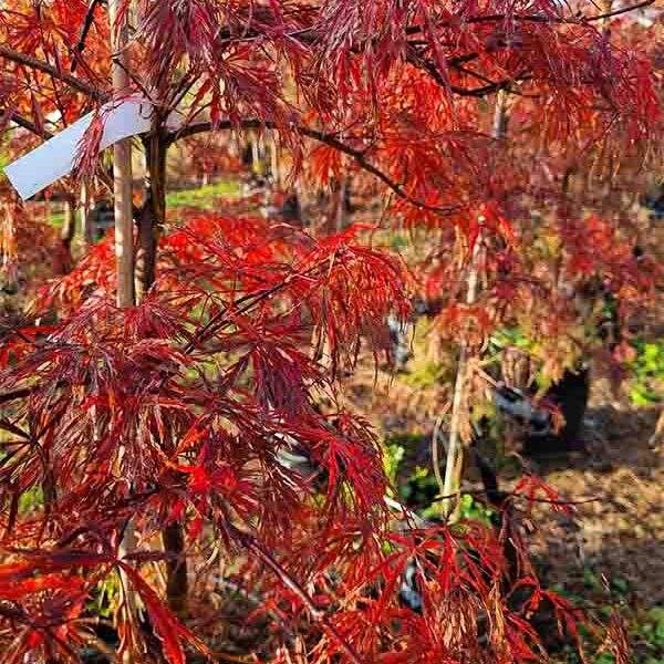 Acer p d Crimson Queen